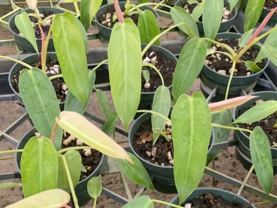 Philodendron spiritus-sancti (seedling)