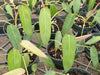 Philodendron spiritus-sancti (seedling)