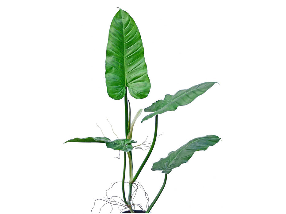 philodendron arrow Philodendron subhastatum - Arrow-Leaf Climbing Aroid
