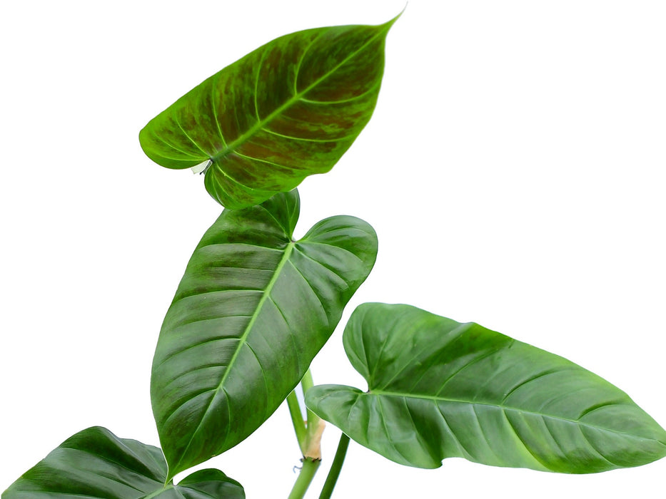 philodendron arrowhead leaf Philodendron subhastatum - Arrow-Leaf Climbing Aroid