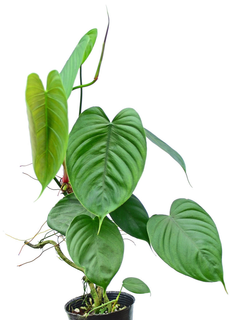 Philodendron tenue