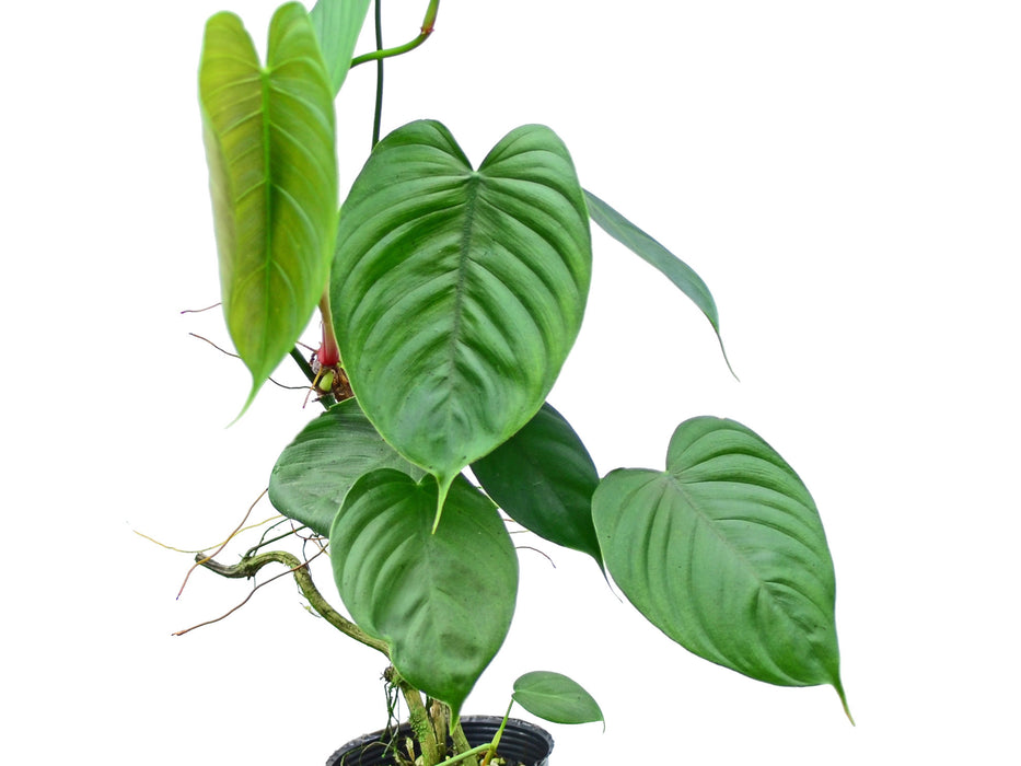 Philodendron tenue (seedling)