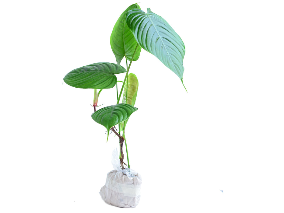 Philodendron tenue (seedling)