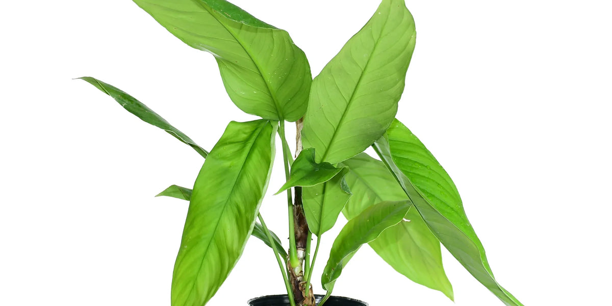 philodendron tenuipes Philodendron tenuipes