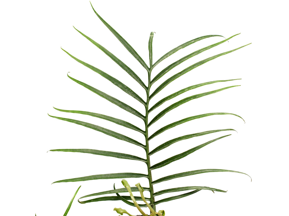 palm philodendron Philodendron tortum (seedling)