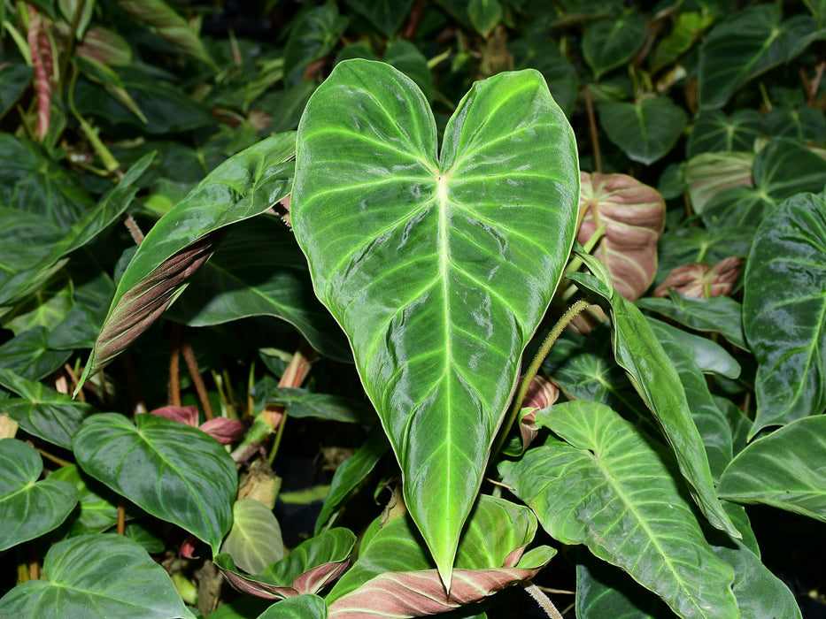 philodendron verrucosum variegata Philodendron verrucosum (seedling) — Ecuagenera USA Corp