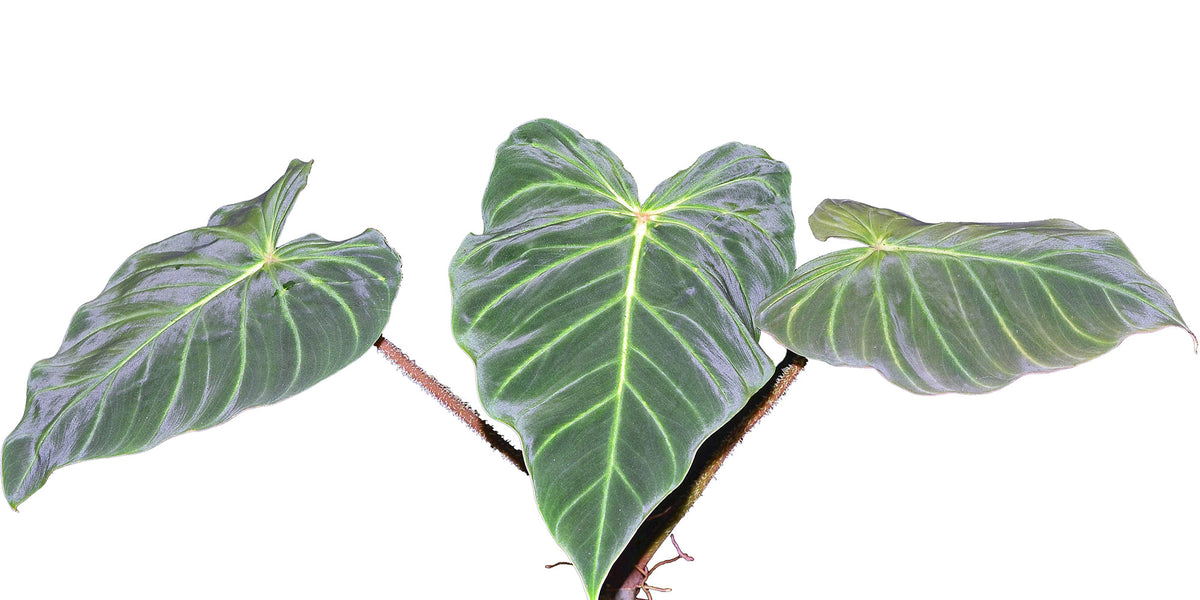 Philodendron verrucosum (seedling) — Ecuagenera USA Corp