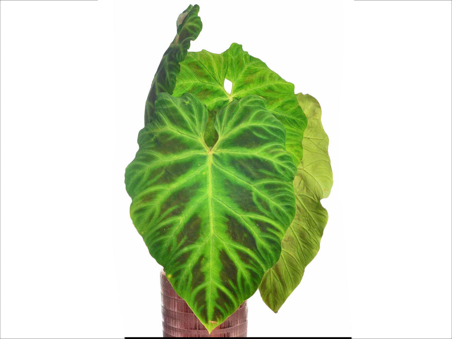 Philodendron verrucosum 2 (seedling)