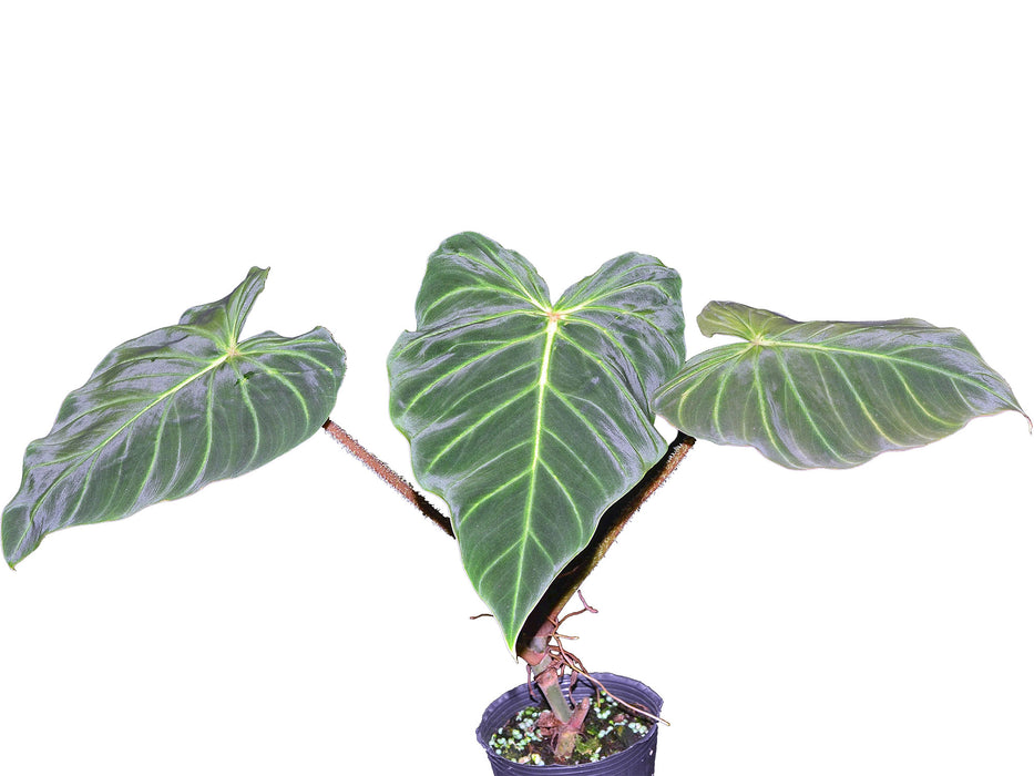 philodendron verrucosum variegata Philodendron verrucosum — Ecuagenera USA Corp