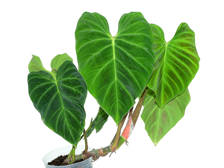 Philodendron verrucosum Amaluza