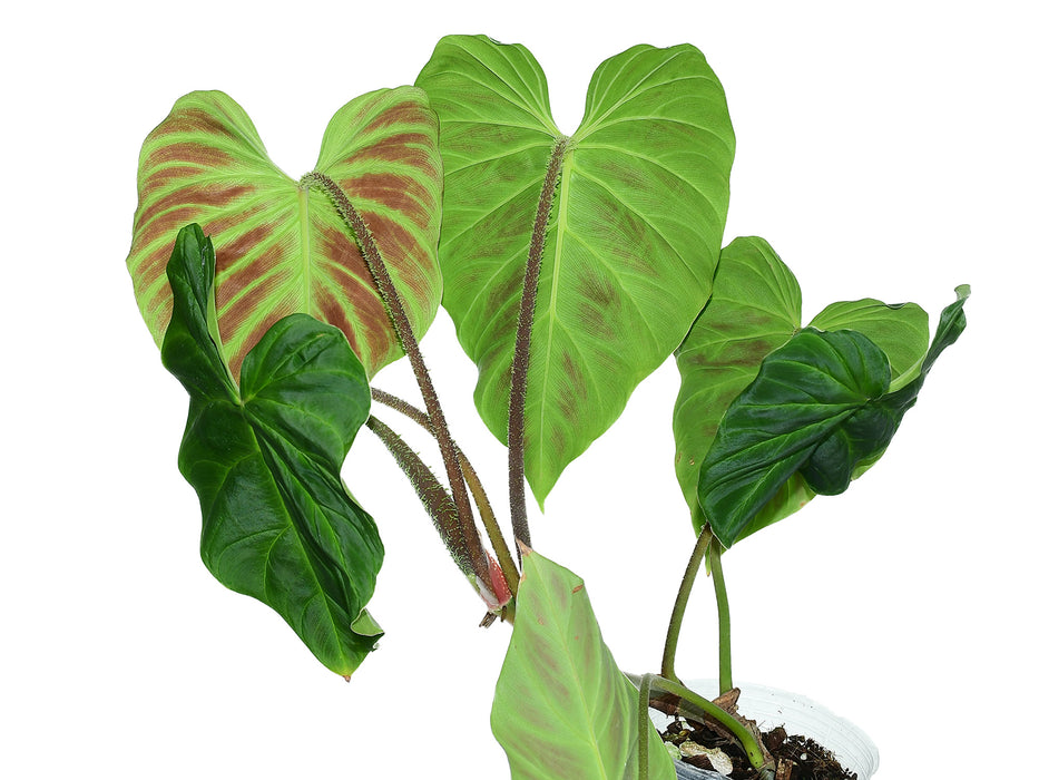 Philodendron verrucosum Amaluza