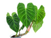 Philodendron verrucosum Amaluza