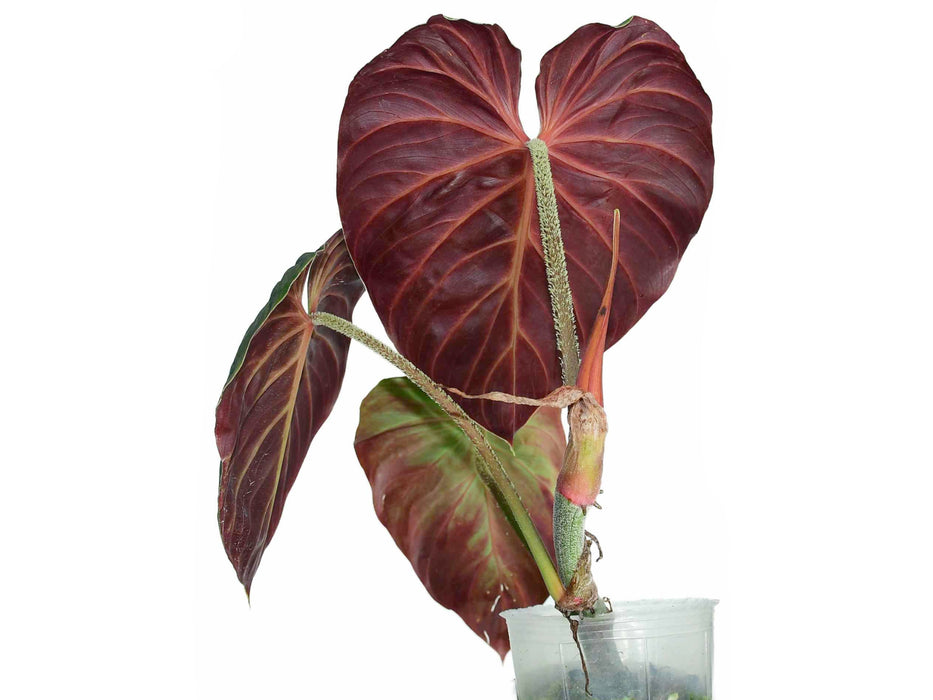 Philodendron verrucosum Amazon Sunset (seedling)