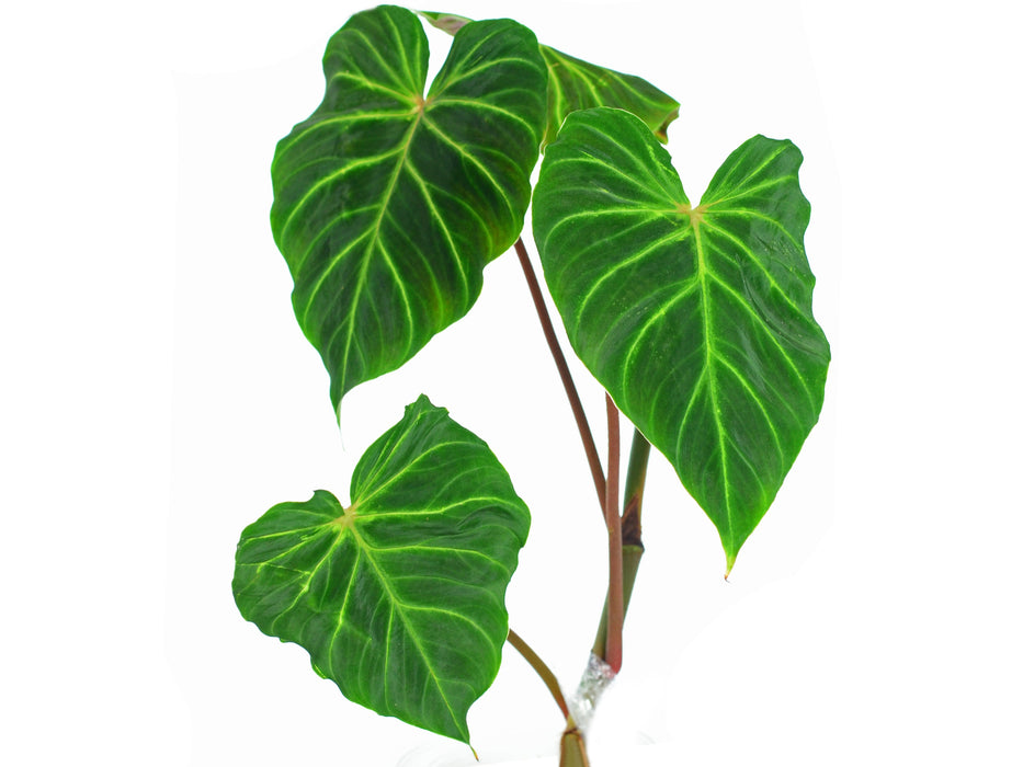 Philodendron verrucosum Angel