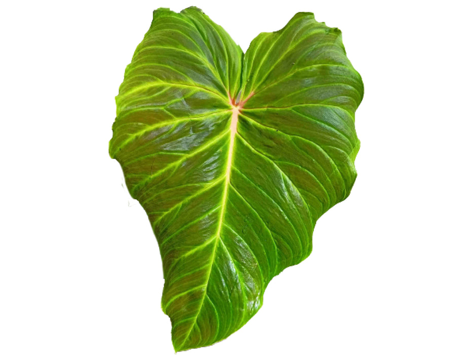 Philodendron verrucosum 'Beauty'