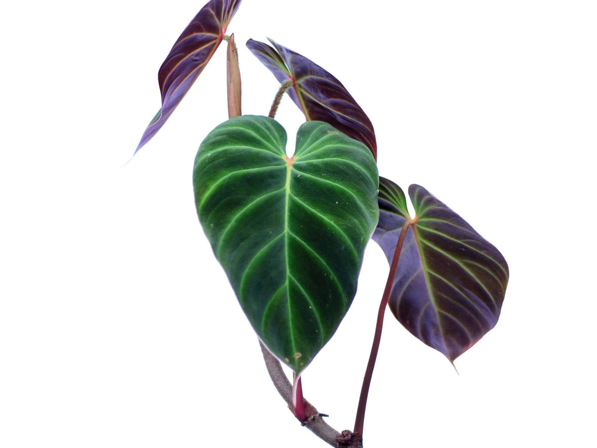 philodendron verru Philodendron verrucosum 'Eclipse' — Ecuagenera USA Corp