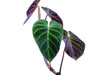 Philodendron verrucosum 'Eclipse' (seedling)