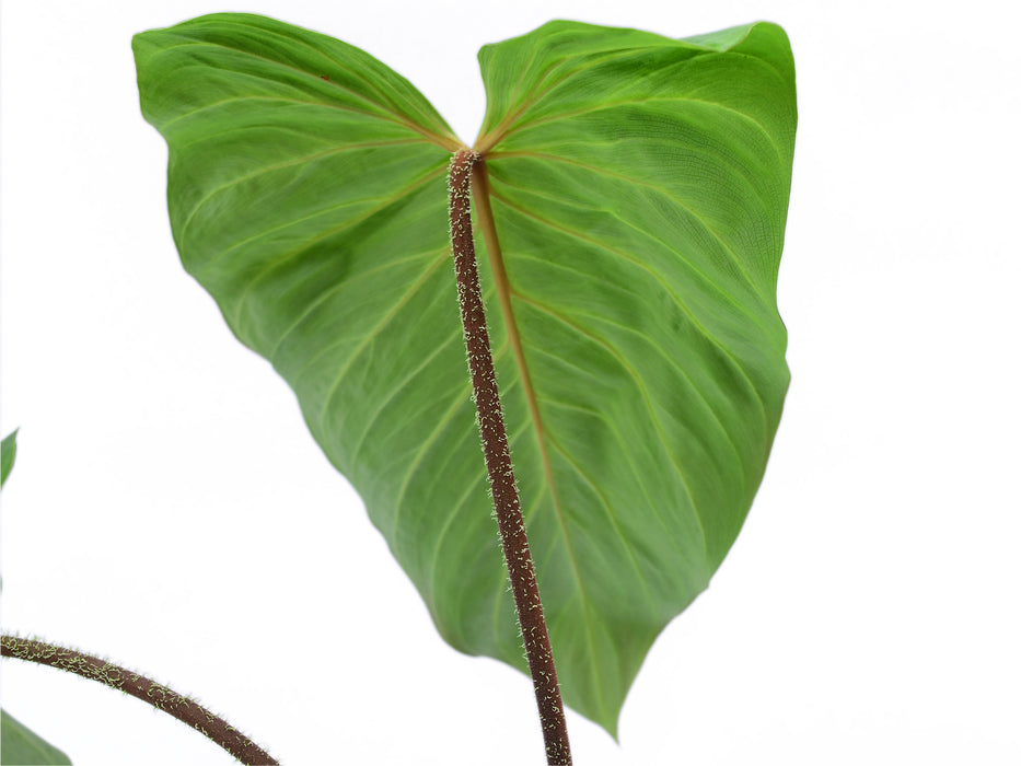 Philodendron verrucosum J.C.L.