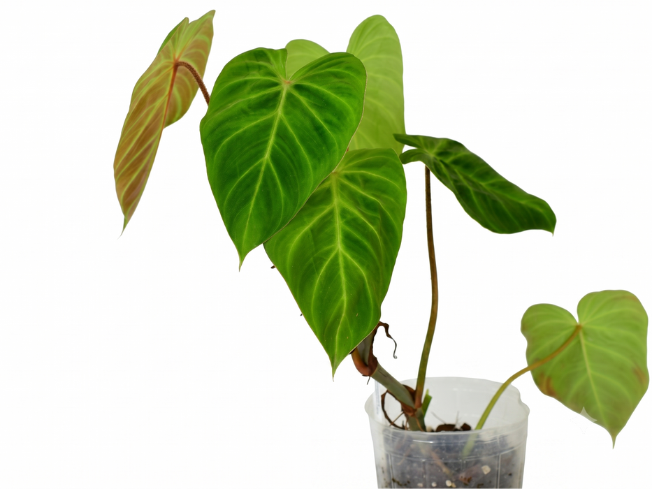 Philodendron verrucosum J.C.L.