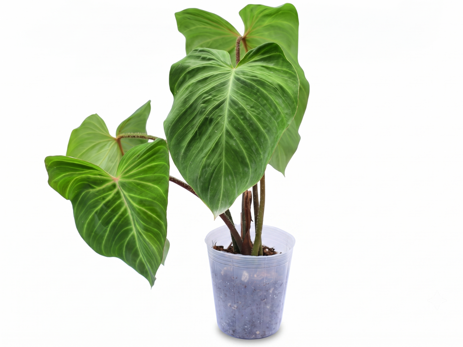 Philodendron verrucosum J.C.L.
