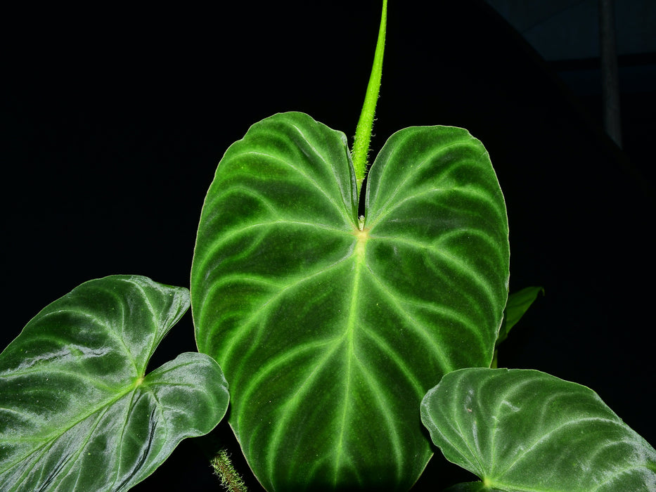 Philodendron verrucosum Panther