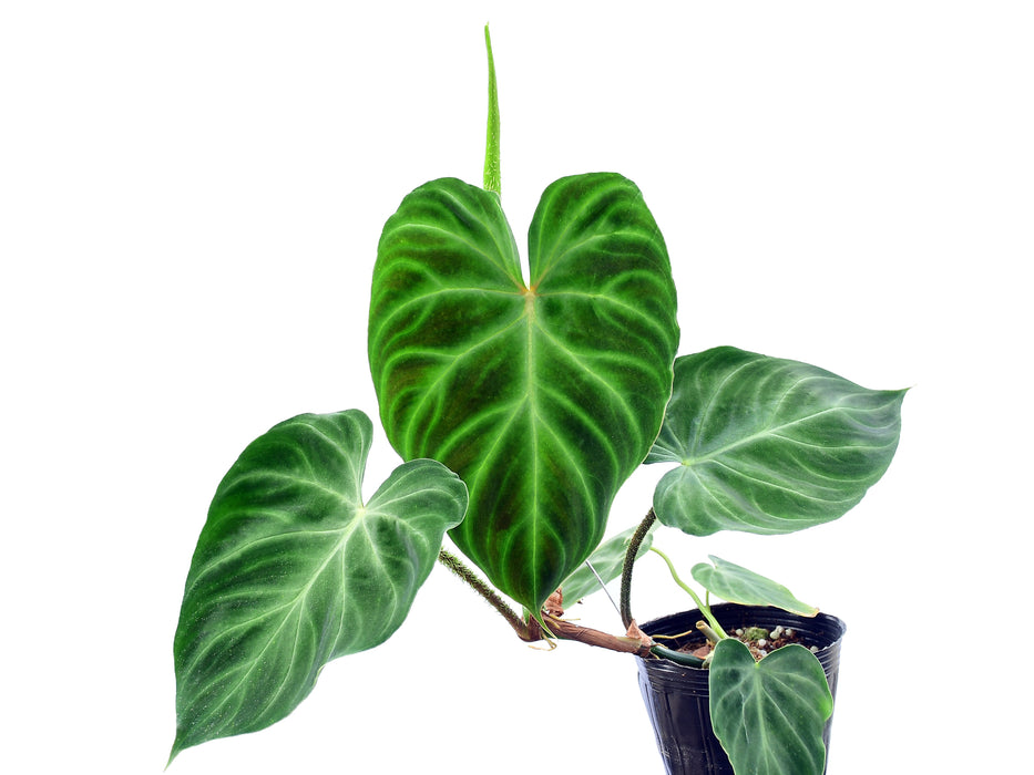 Philodendron verrucosum Panther