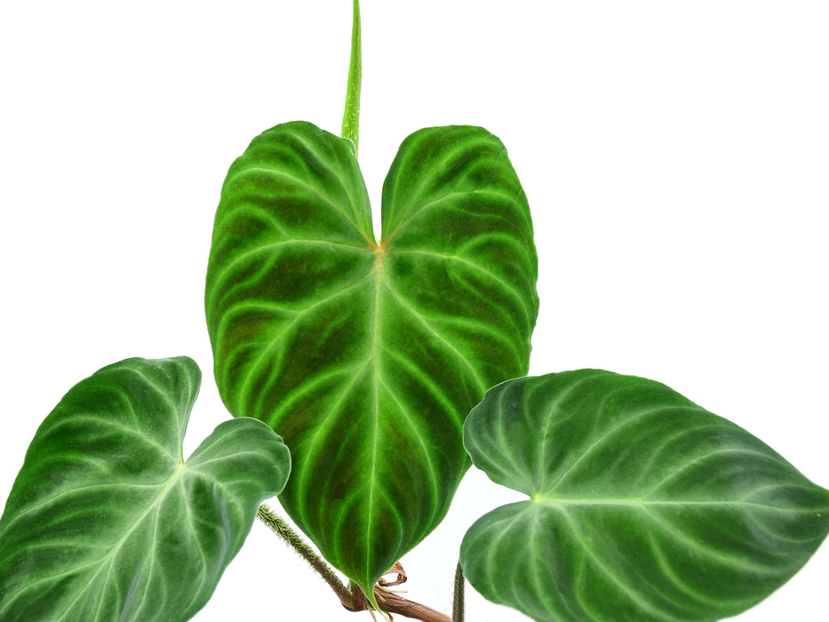 Philodendron verrucosum Panther