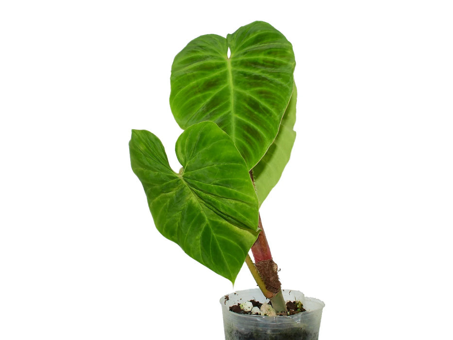 Philodendron verrucosum 'arcoiris' (seedling)