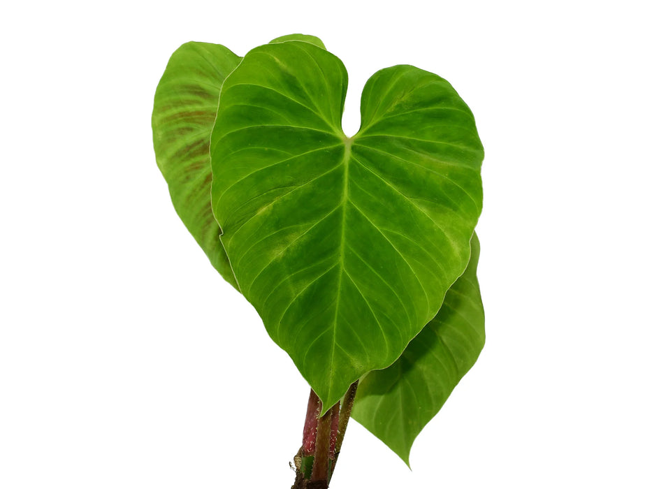 Philodendron verrucosum 'arcoiris' (seedling)