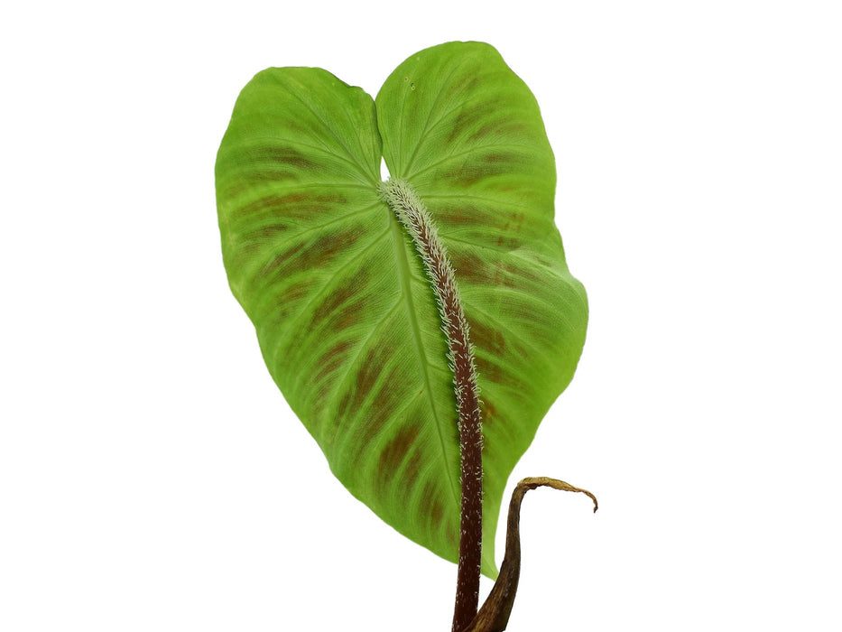 Philodendron verrucosum 'arcoiris' (seedling)