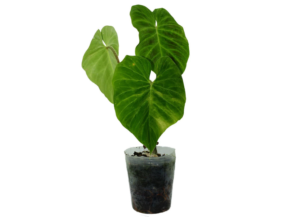 Philodendron verrucosum 'arcoiris' (seedling)