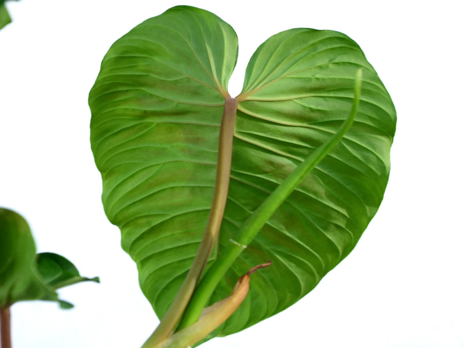 philodendron aderacum Philodendron verrucosum cf - Velvety Climbing Aroid
