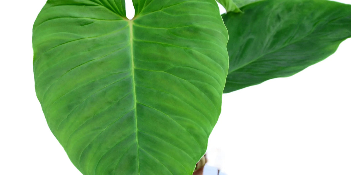 anthurium verrucosum Philodendron verrucosum cf - Velvety Climbing Aroid