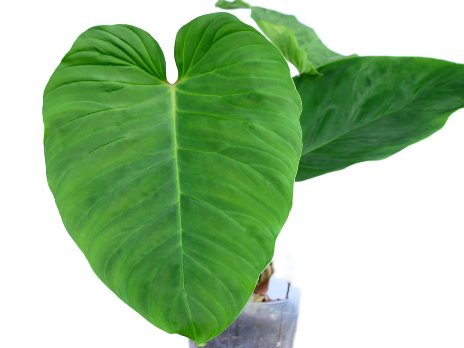 chrue philodendron Philodendron verrucosum cf - Velvety Climbing Aroid