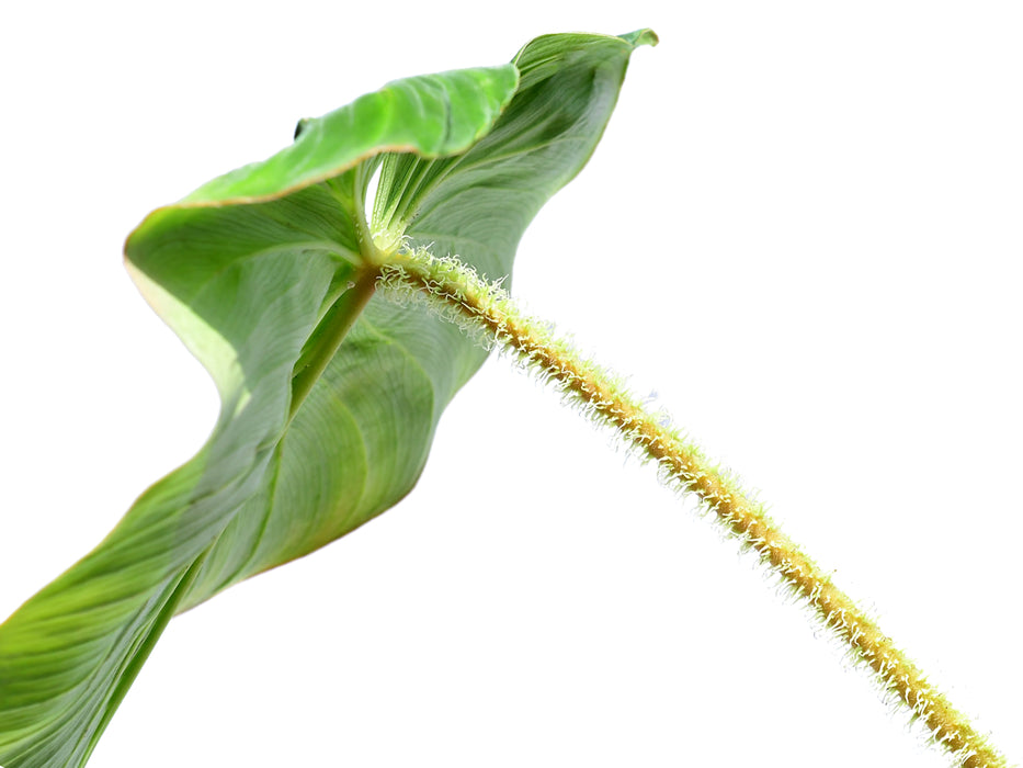 Philodendron verrucosum green zafire