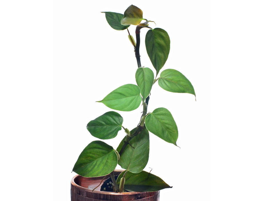 Philodendron werneri rotonda
