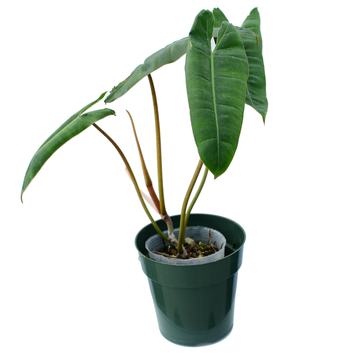 philodendron billietiae seeds Philodendron billietiae Seedling - Orange Petiole Aroid