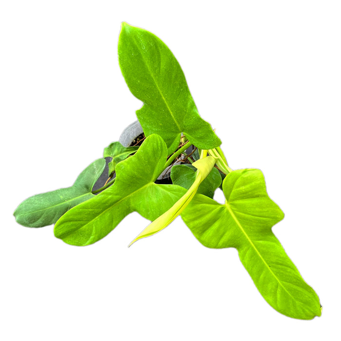 philodendron green violin Philodendron bipennifolium 'Gold Violin'