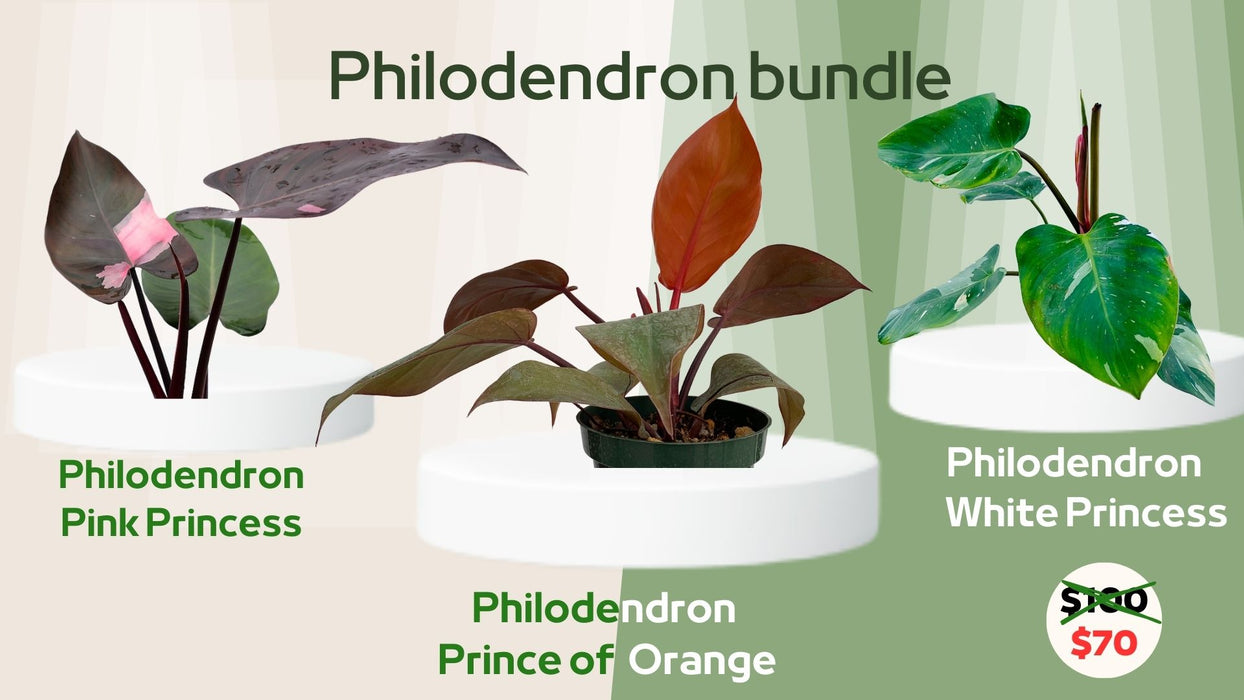 Philodendron Bundle: White Princess + Prince of Orange + Pink Princess