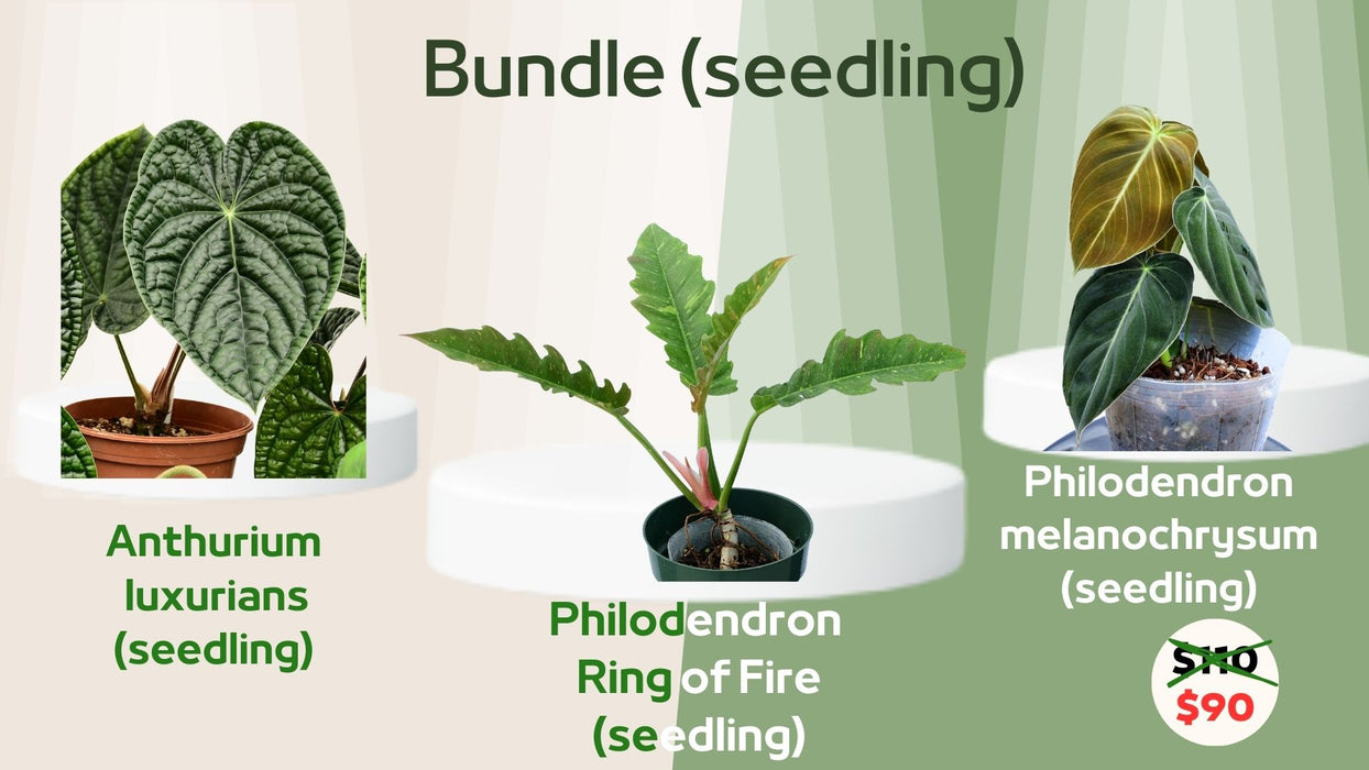 Bundle: A. luxurians seedling + P. melanochrysum seedling + P. Ring of Fire seedling