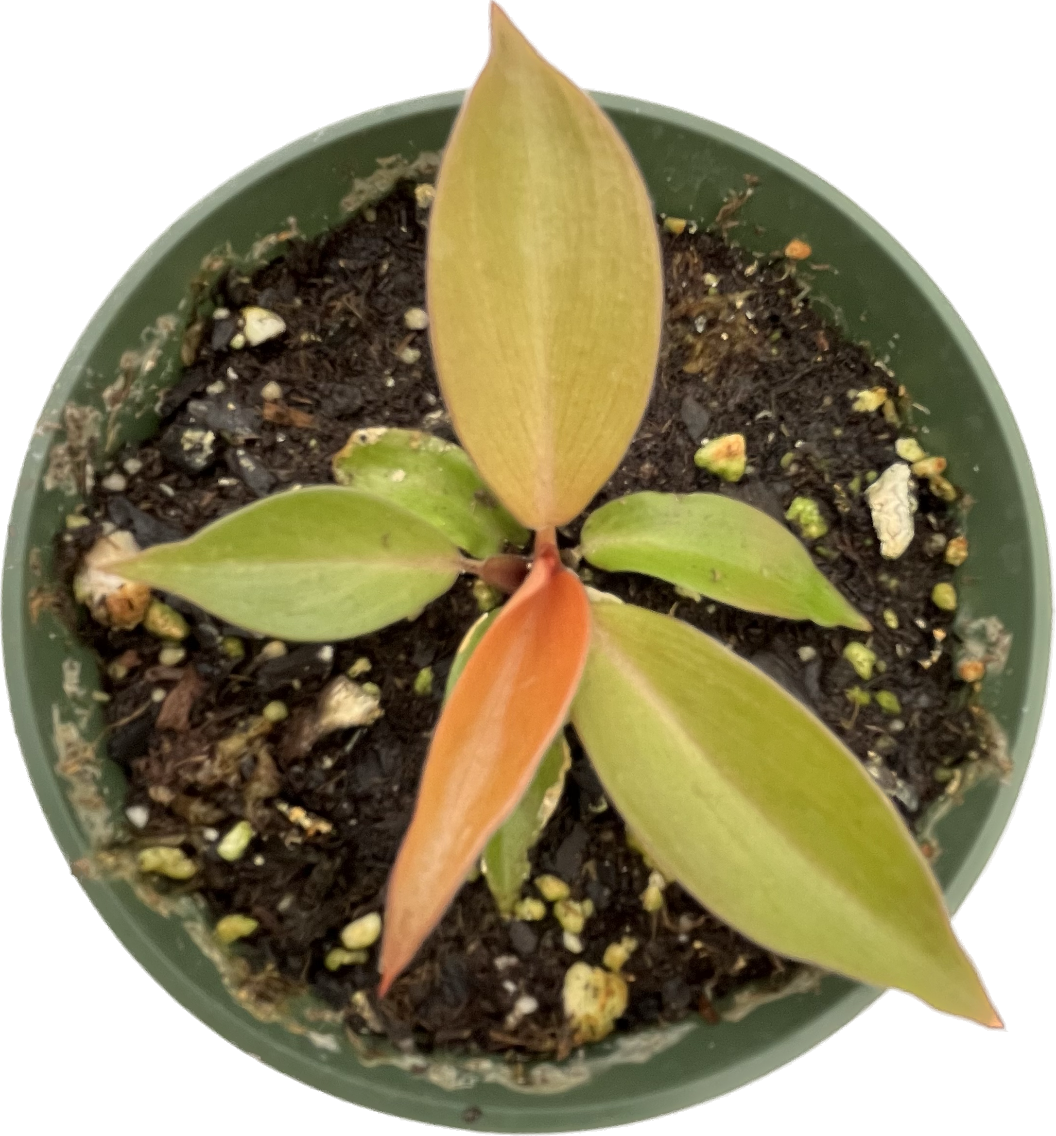 philodendron cherry red Philodendron Cherry Red