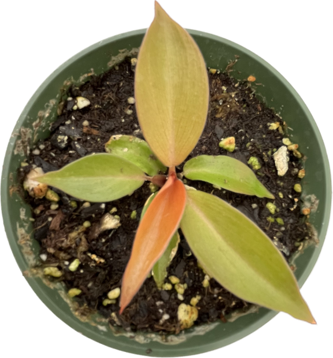 philodendron cherry red price philippines Philodendron Cherry Red