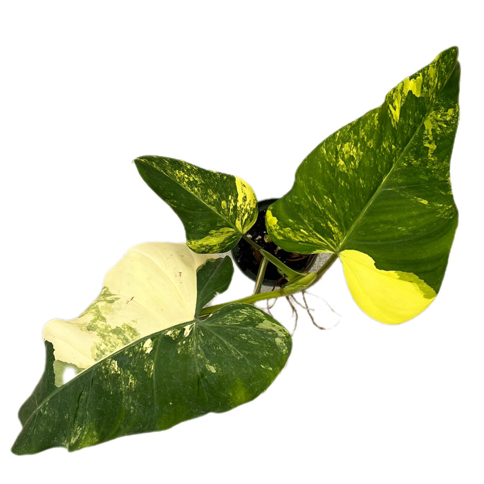 philodendron domesticum variegated care Philodendron domesticum variegated