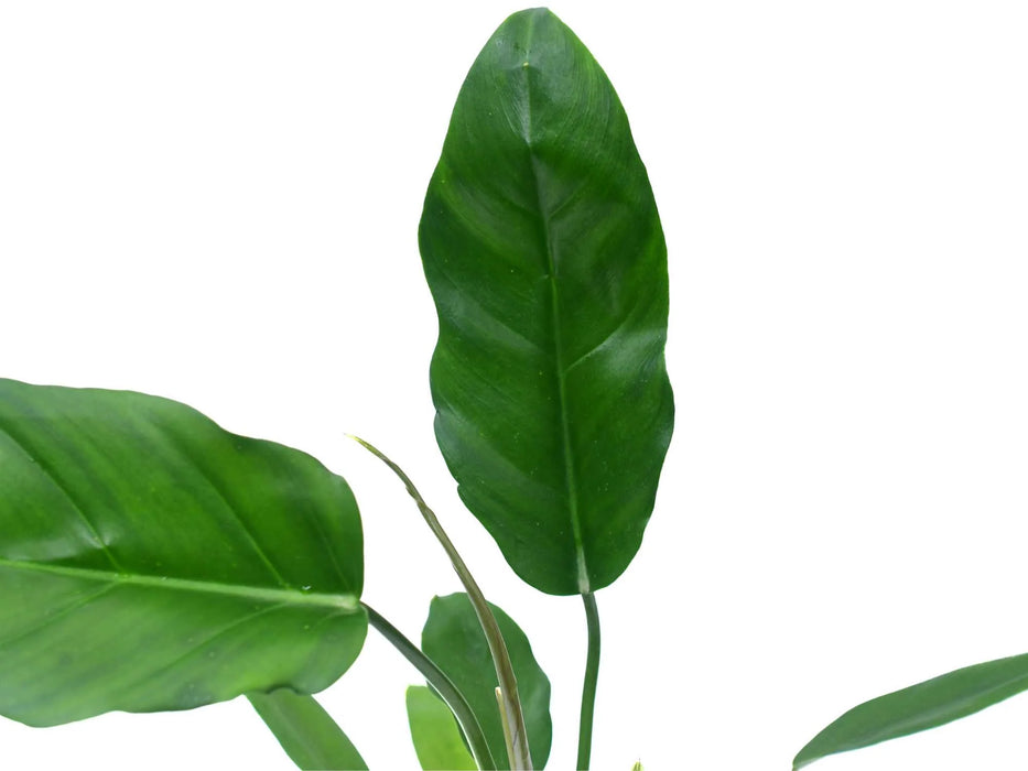 Philodendron esmeraldense x Philodendron tortum (seedling)
