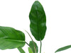 Philodendron esmeraldense x Philodendron tortum (seedling)