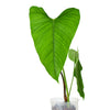 Philodendron expandilobum