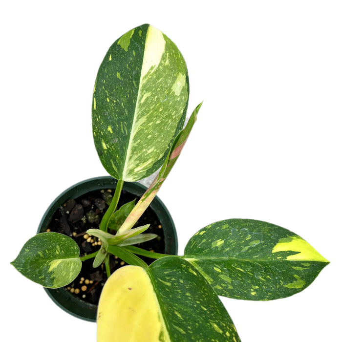 Philodendron green congo hybrid