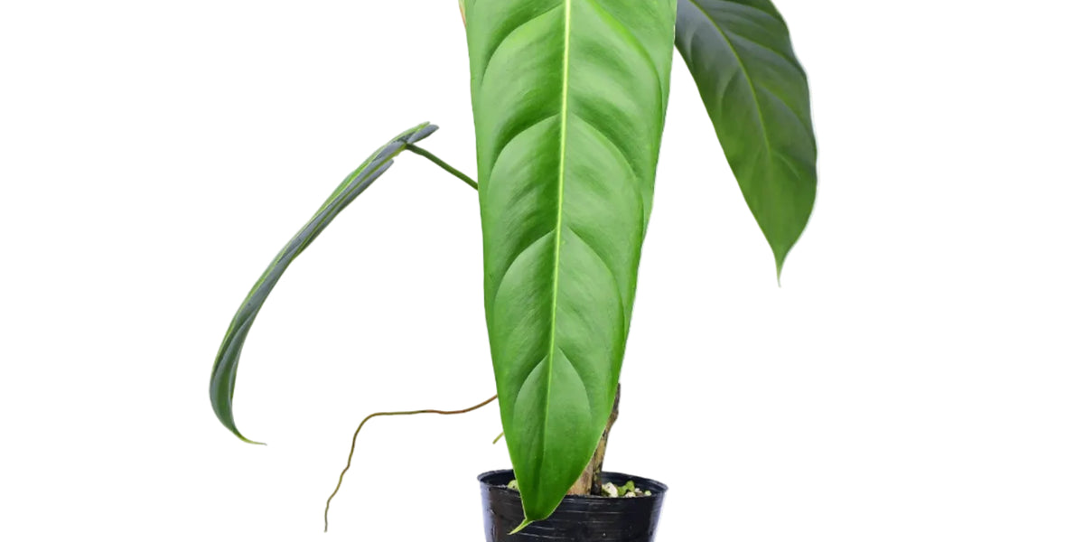 philodendron gree Philodendron Green Sky — Ecuagenera USA Corp