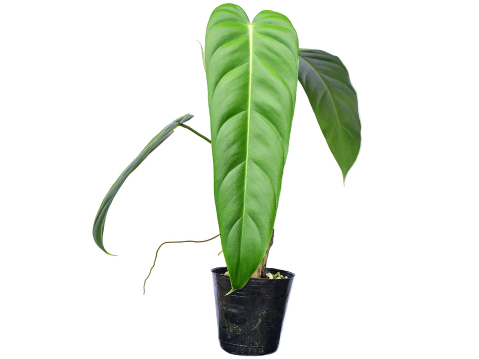 Philodendron Green Sky (Big)