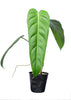 Philodendron Green Sky (seedling)